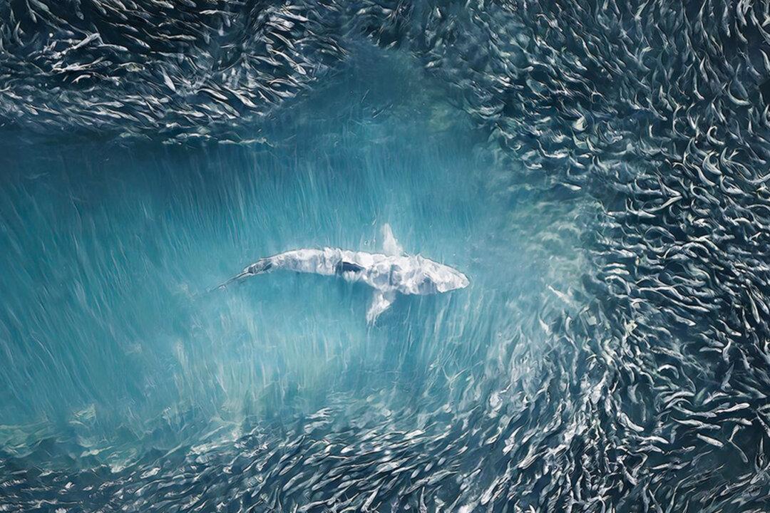 PHOTOS: Drone Photographer Captures Sea Predators Making Fish Art Seen From Above Southampton