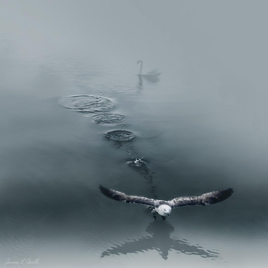 A seagull takes flight with a swan in the background near a bulkhead in Water Mill, New York. (Courtesy of <a href="https://www.instagram.com/hamptonsdroneart/">Joanna L Steidle</a>)
