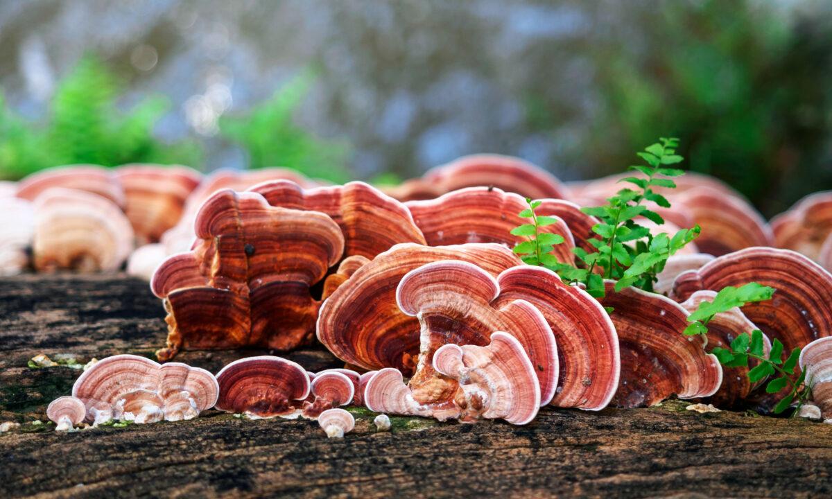 Ganoderma lucidum mushroom or lingzhi mushroom. (Shutterstock)