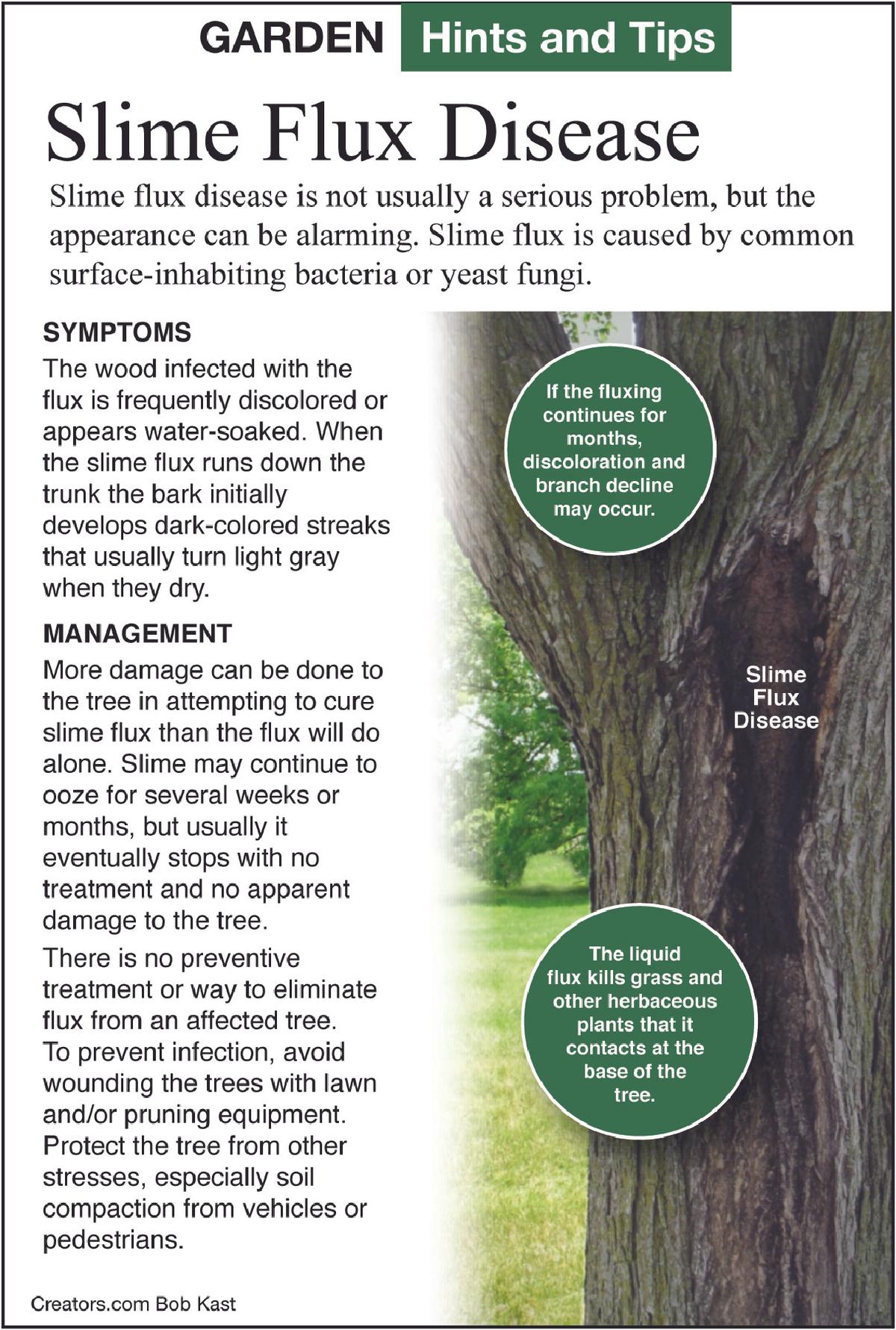 slime flux disease tip sheet