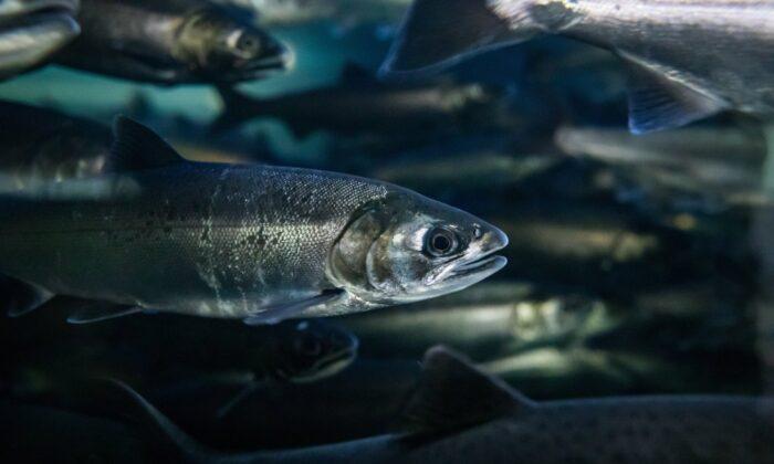 Changing Salmon Hatchery Release Practices Can Improve Survival Rates: BC Study