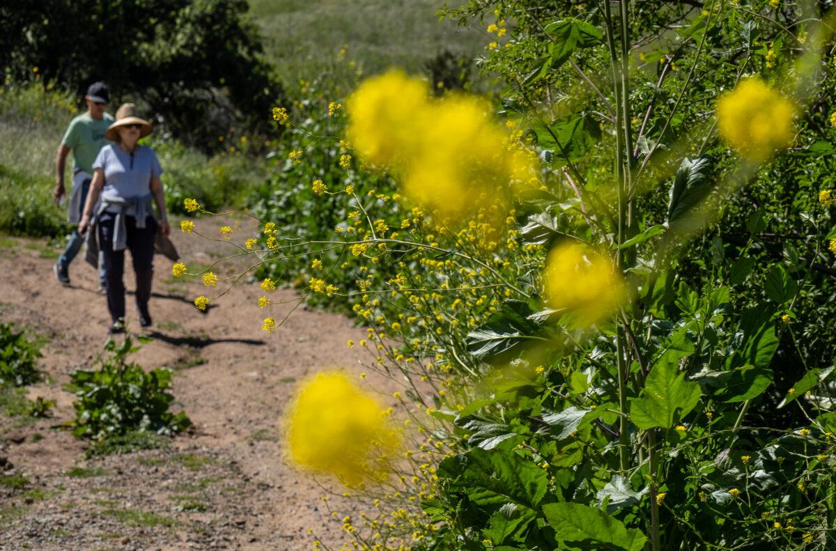 Flowers bloom along the trails of Irvine Regional Park in Tustin, Calif., on March 27, 2023. (John Fredricks/The Epoch Times)