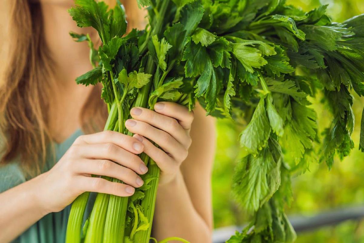 6 Major Health Benefits of Celery, 4 Types of People Should Avoid It