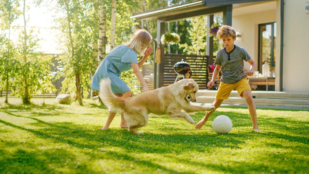 A big, active dog comes with the responsibility to make sure it gets plenty of exercise, which means the family gets a lot of exercise, too. (Gorodenkoff/Shutterstock)