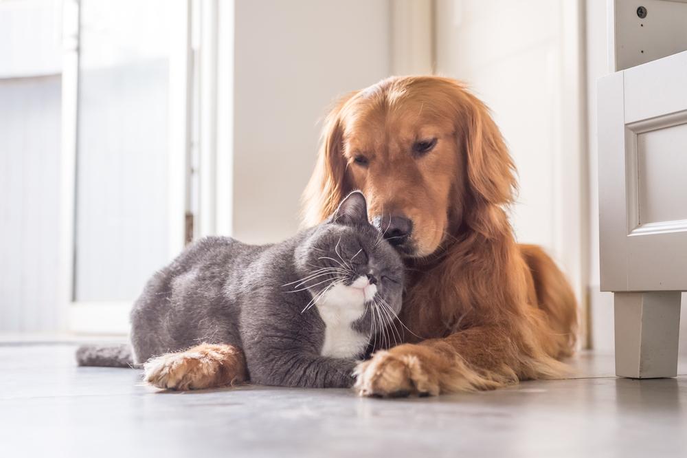 The only thing better than one pet might be two; dogs and cats often become best friends, caring for each other like siblings. (Chendongshan/Shutterstock)