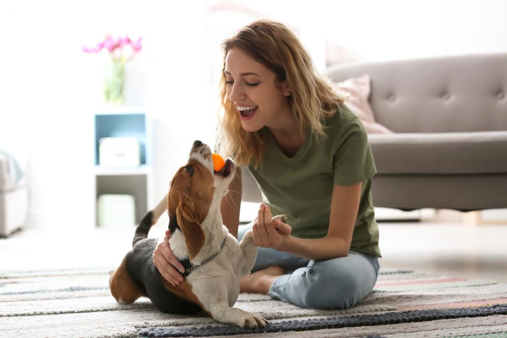 Dogs are very social creatures that love being with their humans, making it important to spend quality time with them to form a life-long bond. (New Africa/Shutterstock)