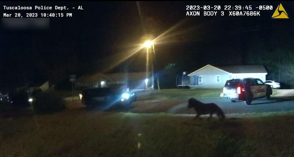 TPD bodycam footage shows a stray horse, identified as Knight, being chased in Alberta neighborhood in Tuscaloosa, Alabama, on March 20. (Courtesy of Tuscaloosa Police Department)