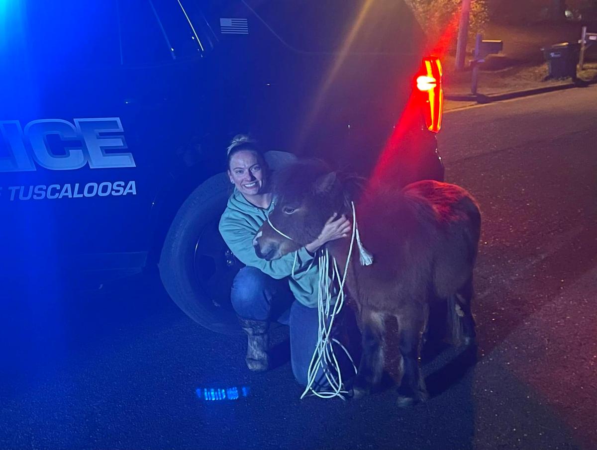 The horse, identified as 4-year-old Knight, is photographed after being taken into custody. (Courtesy of Tuscaloosa Police Department)