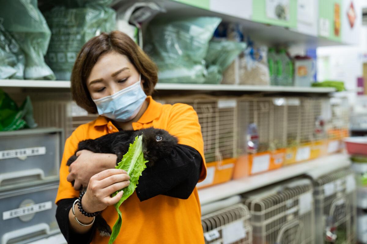 A rabbit named "Paste," held in Yvonne Tong's arm, once suffered Horner's syndrome. "Paste" was equivalent to over 80 years old when it arrived at the HKRS in 2020, abandoned when its original owner left Hong Kong on Jan. 19, 2023. (Benson Lau/The Epoch Times)