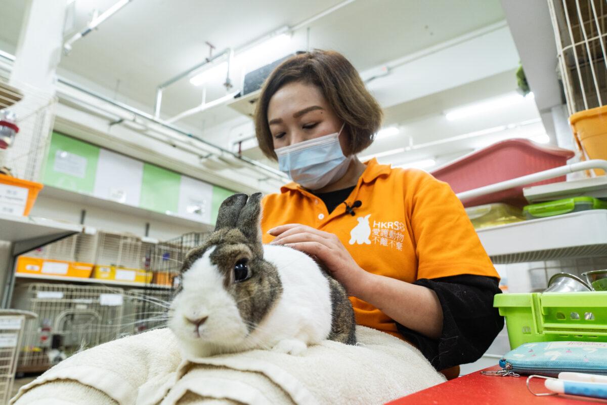 Yvonne Tong, director of the Hong Kong Rabbit Society, has witnessed many heartbreaking abandonments. Successful adoption remains few, so the shelter is often near capacity. Jan. 19, 2023. (Benson Lau/The Epoch Times)