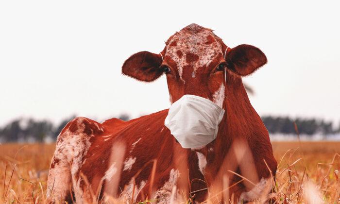 ‘Smart’ Masks for Cows? Gates Invests $4.7 Million in Data-Collecting Faceware for Livestock
