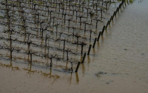 Crops sit flooded after a recent storm outside of Fresno, Calif., on March 12, 2023. (John Fredricks/The Epoch Times)
