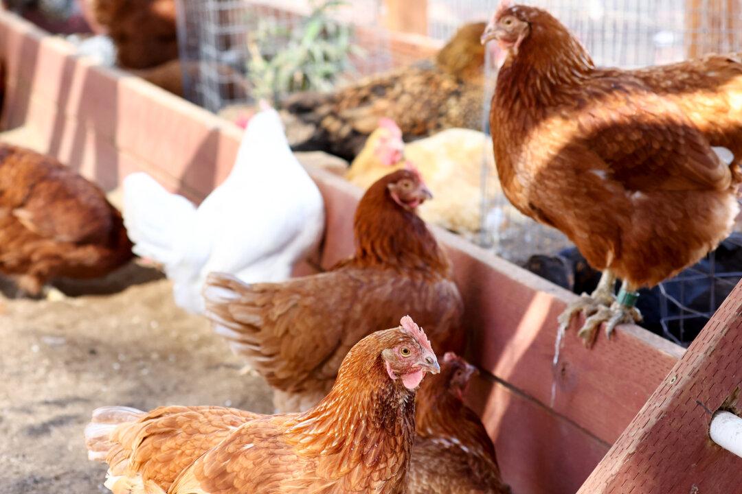 US Finds Fewer Cases of Avian Flu in Wild Birds, Good Sign for Poultry