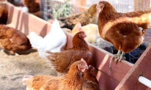 US Finds Fewer Cases of Avian Flu in Wild Birds, Good Sign for Poultry