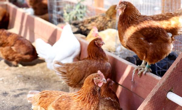 Rescued chickens gather in an aviary at Farm Sanctuary’s Southern California Sanctuary in Acton, Calif., on Oct. 5, 2022. (Mario Tama/Getty Images)