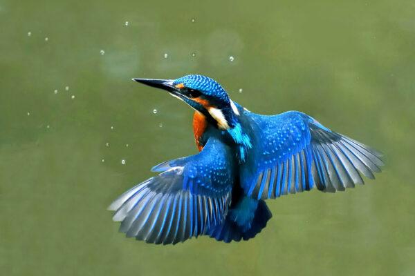 <span style="color: #000000;">Poet Gerard Manley Hopkins's sonnet "As Kingfishers Catch Fire" gives each being in creation its special place. Common kingfisher hovering. (<a href="https://commons.wikimedia.org/w/index.php?title=User:Joefrei&action=edit&redlink=1">Joefrei</a>/<a href="https://en.wikipedia.org/wiki/Kingfisher#/media/File:Ein_Eisvogel_im_Schwebflug.jpg">CC BY-SA 3.0</a>)</span>