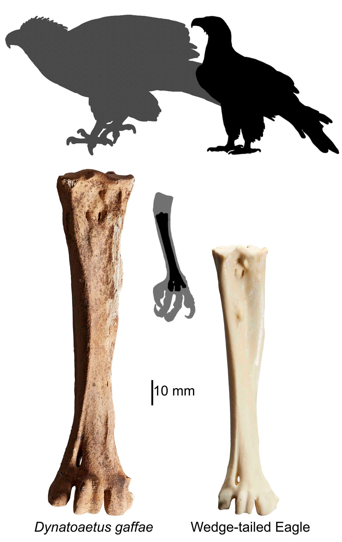 A size comparison of today's wedge-tailed eagle and the now-extinct dynatoaetus, based on fossil sizes. (Courtesy of Ellen Mather)