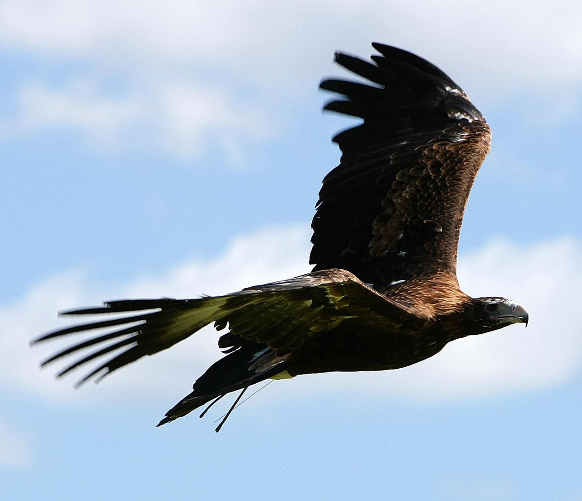 A wedge-tailed eagle, Australia's largest bird of prey. (<a href="https://www.gettyimages.co.uk/detail/news-photo/wedge-tailed-eagle-or-eaglehawk-australias-largest-bird-of-news-photo/84049366">TORSTEN BLACKWOOD/AFP via Getty Images</a>)