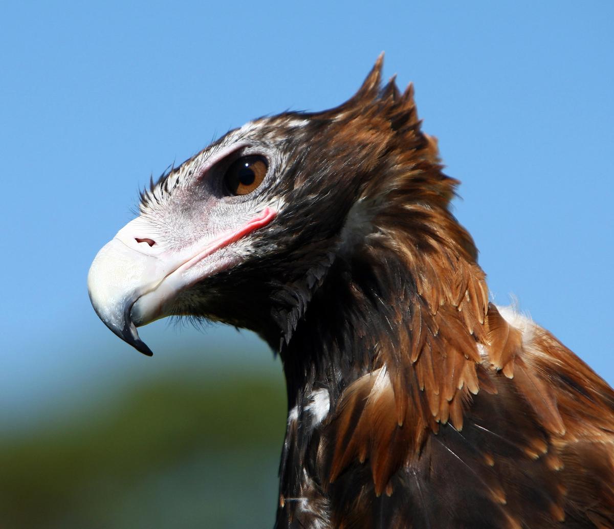 A wedge-tailed eagle. (<a href="https://www.gettyimages.co.uk/detail/news-photo/taronga-zoos-new-wedge-tailed-eagle-nonami-takes-her-first-news-photo/84045802?adppopup=true">TORSTEN BLACKWOOD/AFP via Getty Images</a>)