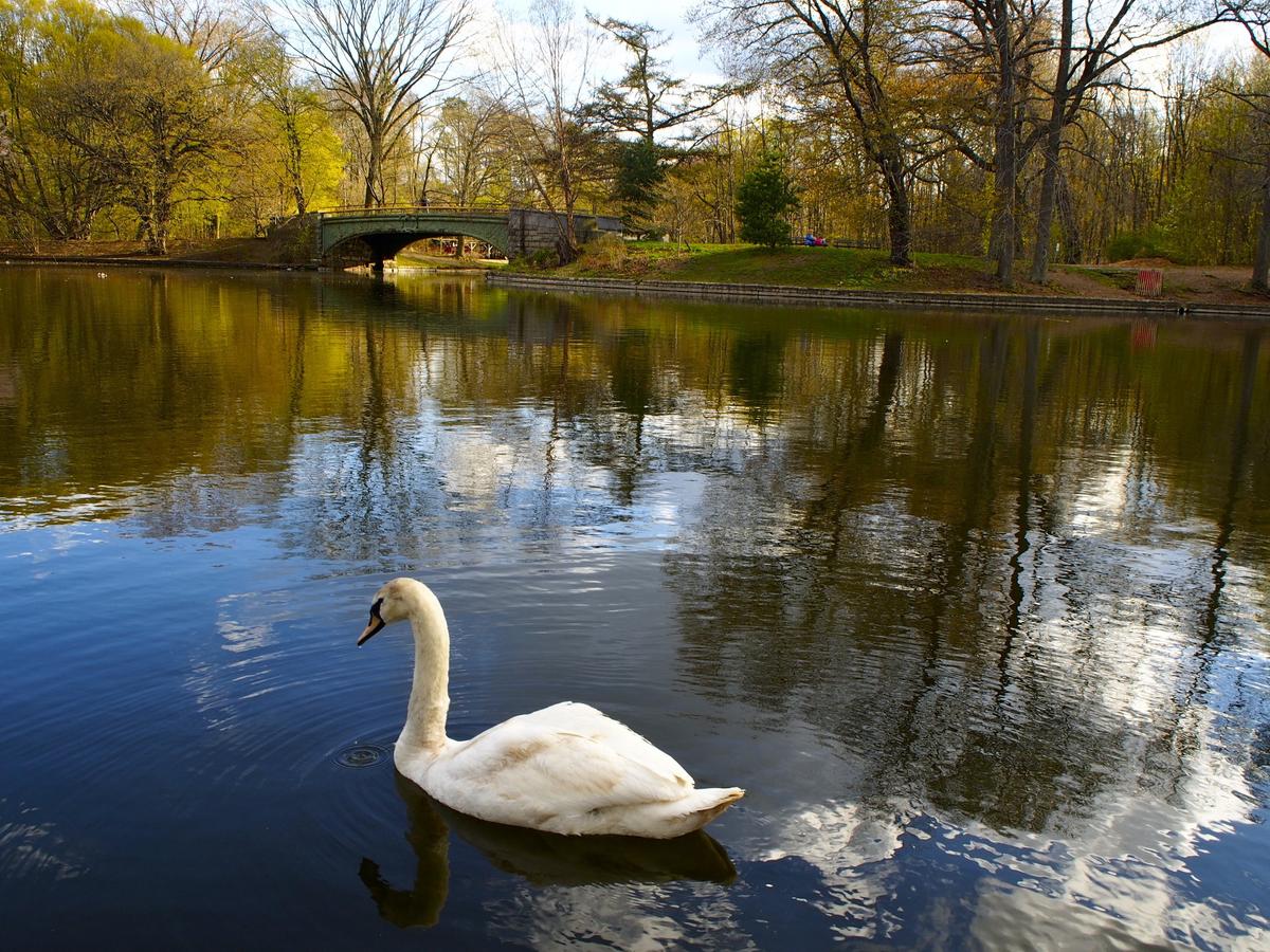Lake in Prospect Park, New York (Dreamstime)