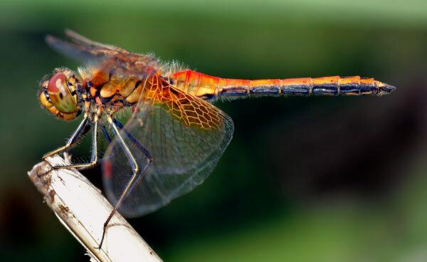 <span style="color: #000000;">The sound of a dragonfly's wings carries a message in "As Kingfishers Catch Fire." Yellow-winged darter dragonfly. (<a href="https://commons.wikimedia.org/wiki/User:Aka">Aka</a>/<a href="https://en.wikipedia.org/wiki/Dragonfly#/media/File:Sympetrum_flaveolum_-_side_(aka).jpg">CC BY-SA 2.5</a>)</span>