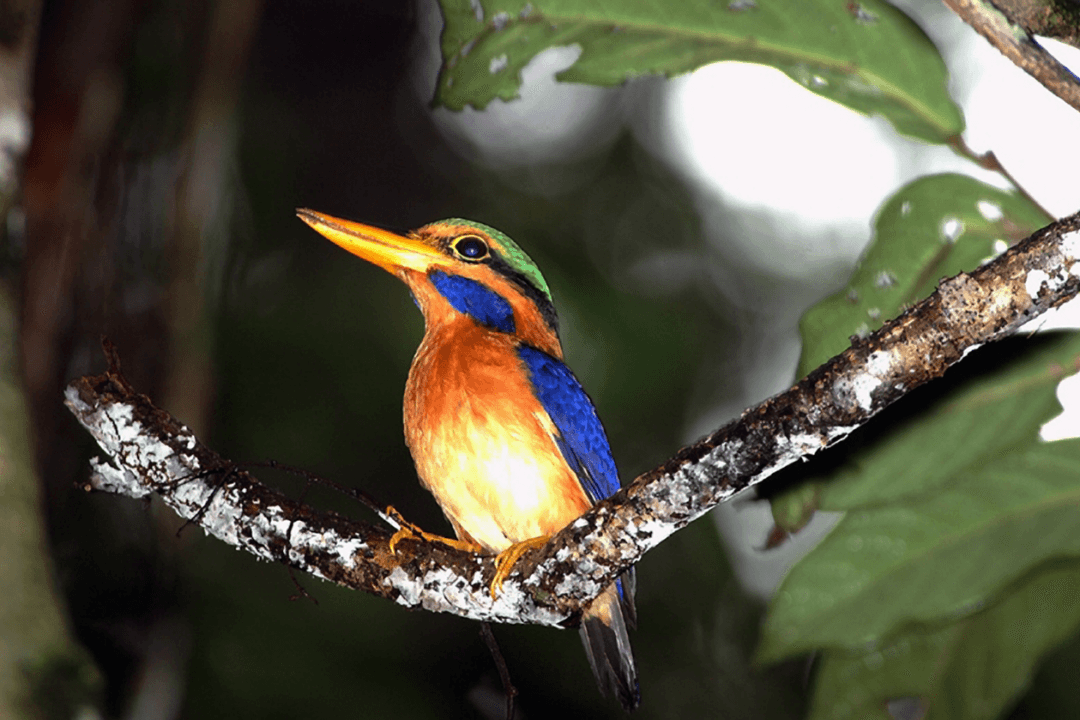 Gerard Manley Hopkins’s Sonnet ‘As Kingfishers Catch Fire’