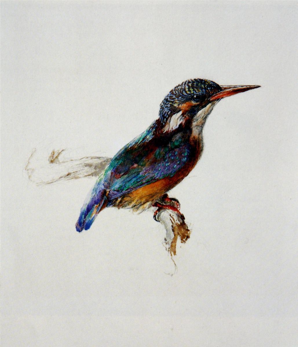 "Kingfisher," 1871, by John Ruskin. Watercolor sketch. <a href="https://www.artrenewal.org/ArtCollection/Index/145">Ashmolean Museum</a>, UK. (Public Domain)