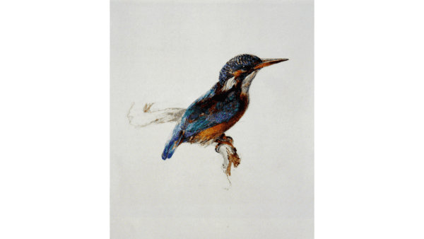 <span style="color: #000000;">All creatures have their place in the world. "Kingfisher," 1871, by John Ruskin. Watercolor, gouache, ink, pencil on paper. Ashmolean Museum of Art and Archaeology, Oxford, England. (Public Domain)</span>