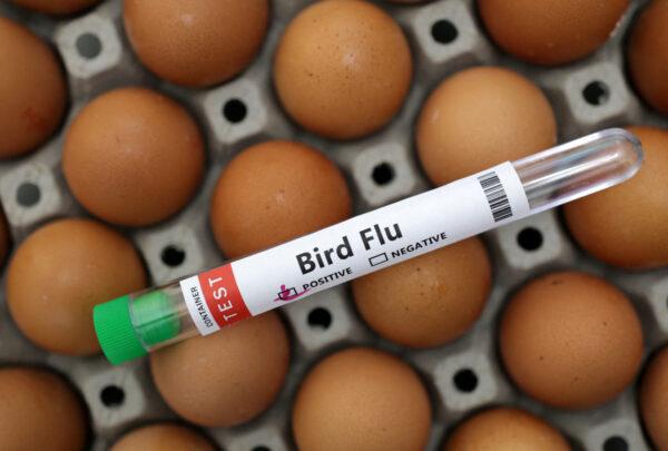 A test tube labeled "Bird Flu" and eggs in a picture illustration, on Jan. 14, 2023. (Dado Ruvic/Illustration/Reuters)