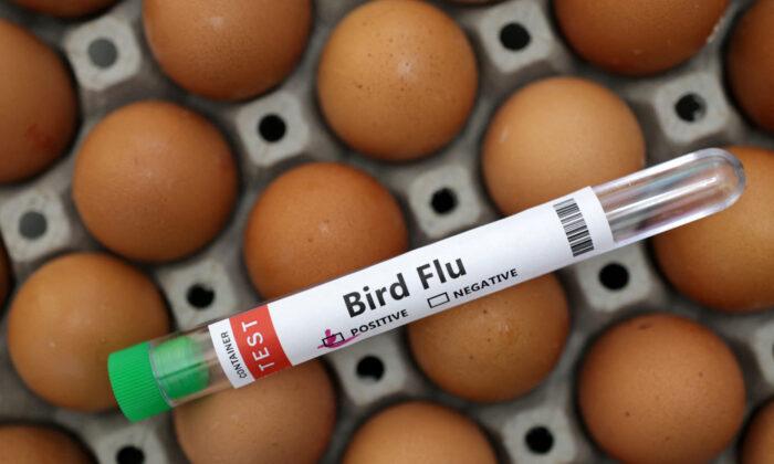 Senegal Says H5N1 Bird Flu Has Likely Spread From Wild Birds to Farm