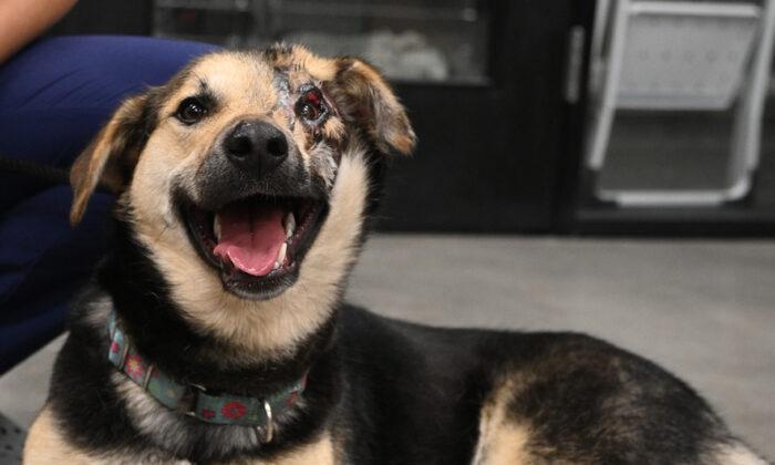 Rescued Dog from Iran to Undergo Eyelid Surgery in San Diego