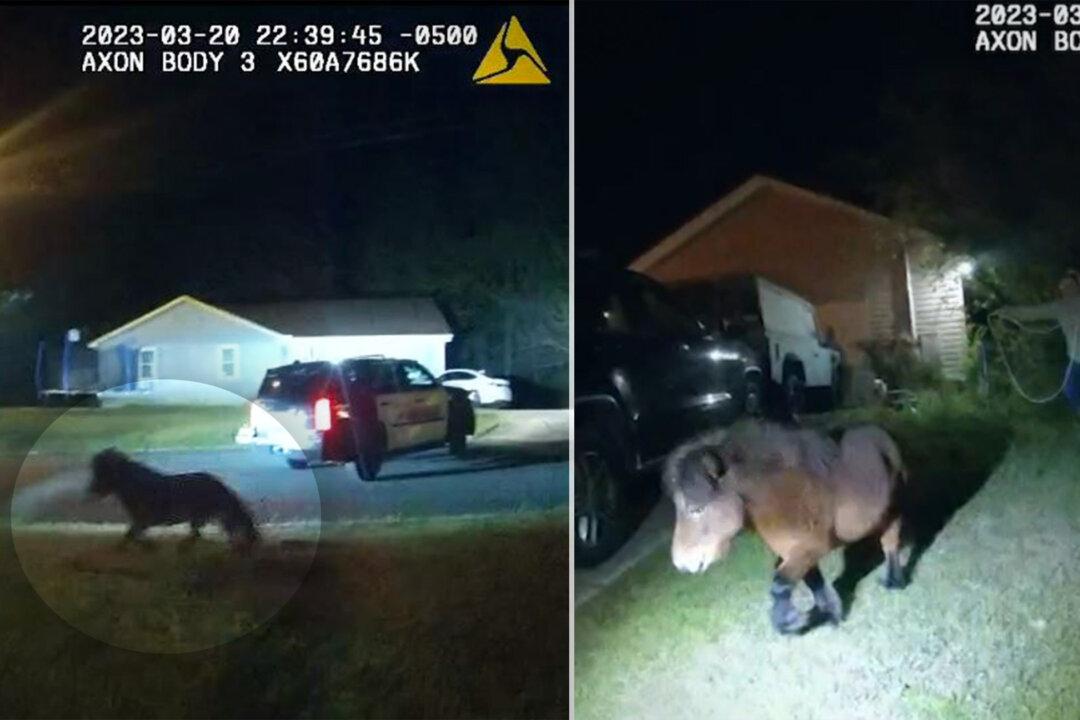 Bodycam Footage Shows Mini Pony ‘Suspect’ Fleeing Police Before Getting Own Adorable Mugshot