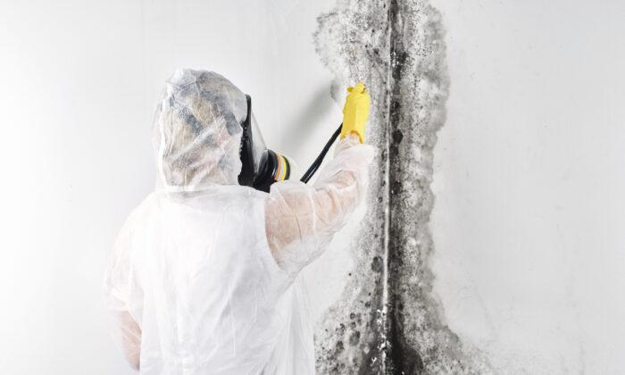 What Should I Do About Mold Removal?
