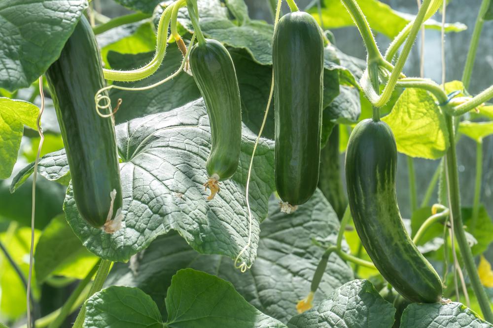 Zucchini and other squashes benefit from close proximity to radishes, beans, and legumes.(Cineberg/Shutterstock)