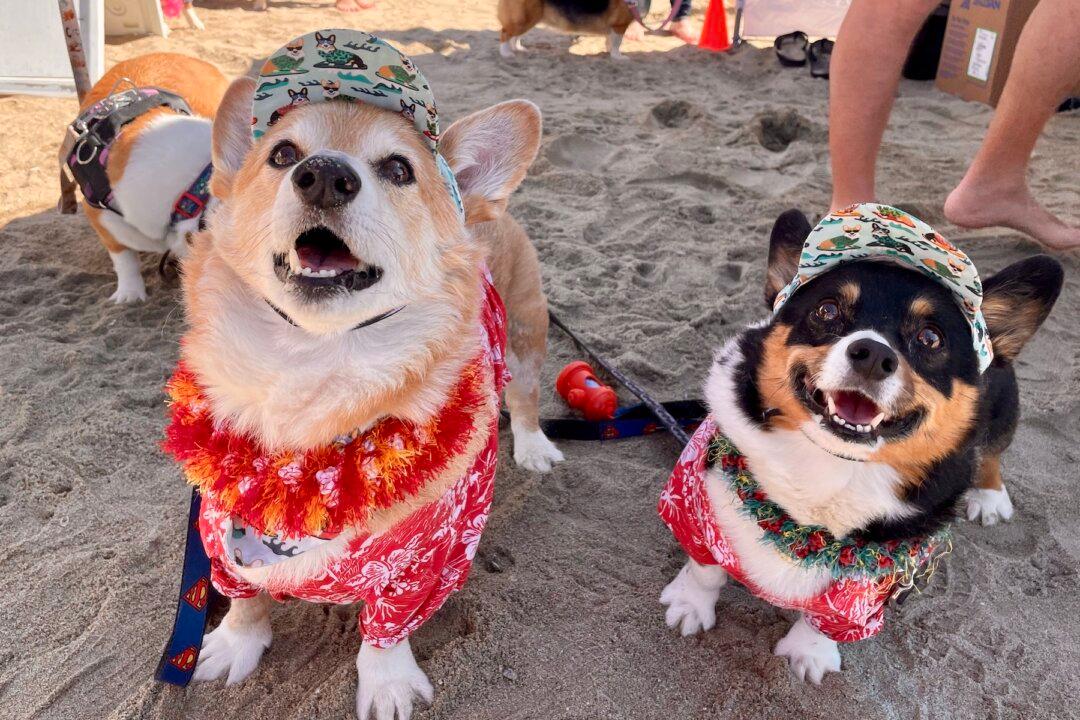 ‘Corgi Beach Day’ Packs Huntington Beach Shore