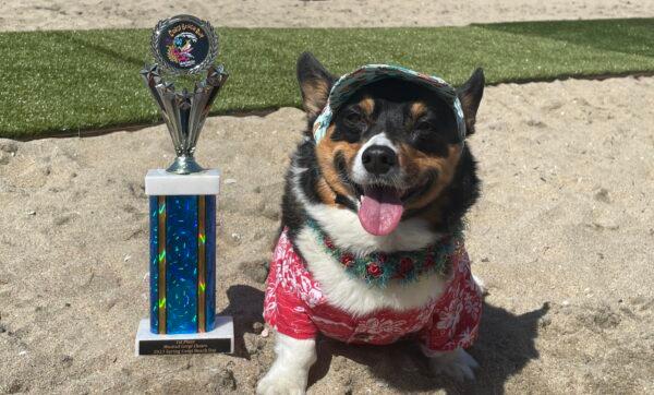 Kilo the corgi poses with his trophy for musical chairs at the 11th annual Corgi Beach Day in Huntington Beach, Calif., on April 1, 2023. (Carol Cassis/The Epoch Times)