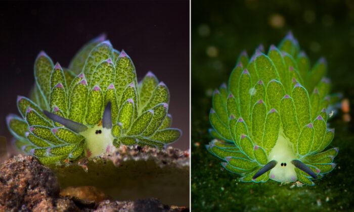 Fun Photos: The Most Adorable Sea Slug That Looks Like a Sheep and Powers Itself Like a Plant