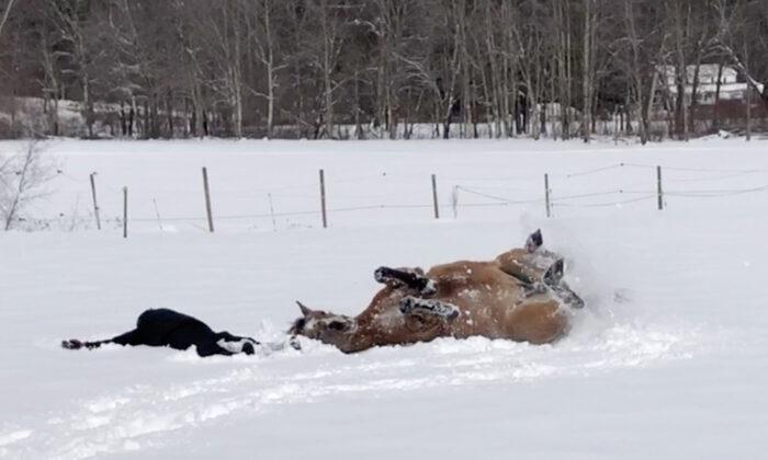 VIDEO: Horse Makes Snow Angels With Her Owner ‘Like We Did as Kids,’ and See How She Enjoys It