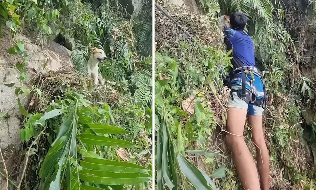 Rescuers reach the dog stranded on the cliffside and attempt to bring it down to safety. (Screenshot/Newsflare)