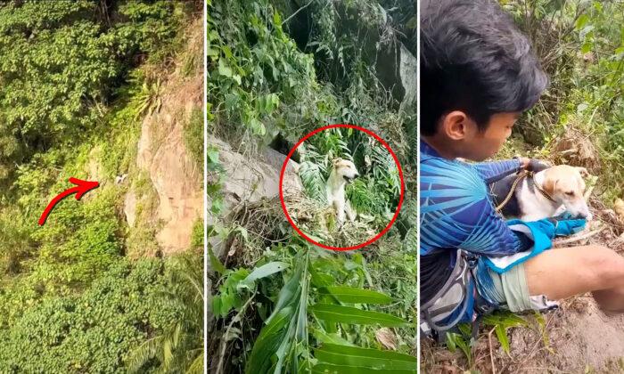 VIDEO: Locals Hear Dog Stranded on Cliff Barking for Help After 4 Days—Here’s What They Did Next