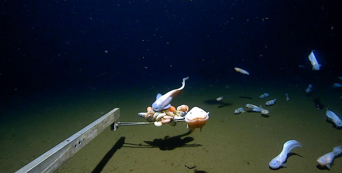 Snailfish living from 24,600 to 26,900 feet (7,500 to 8,200 meters) under the surface of the ocean in Izu-Ogasawara Trench. (Courtesy of the University of Western Australia)