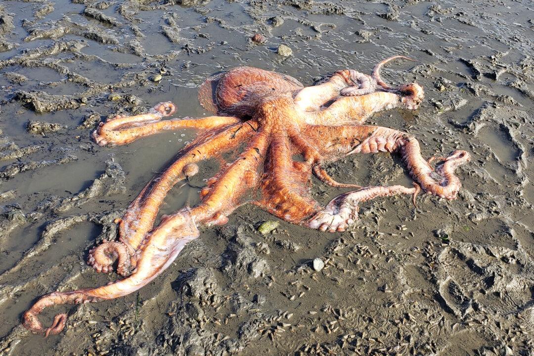 California to Consider Octopus Farming Ban