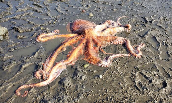 California to Consider Octopus Farming Ban