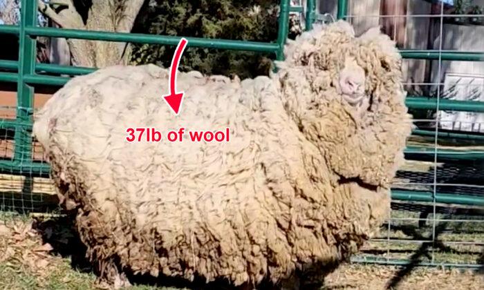 Sheep Not Sheared in 6 Years Loses 37 Pounds of Wool—And She Can’t Stop Smiling, Hopping Around