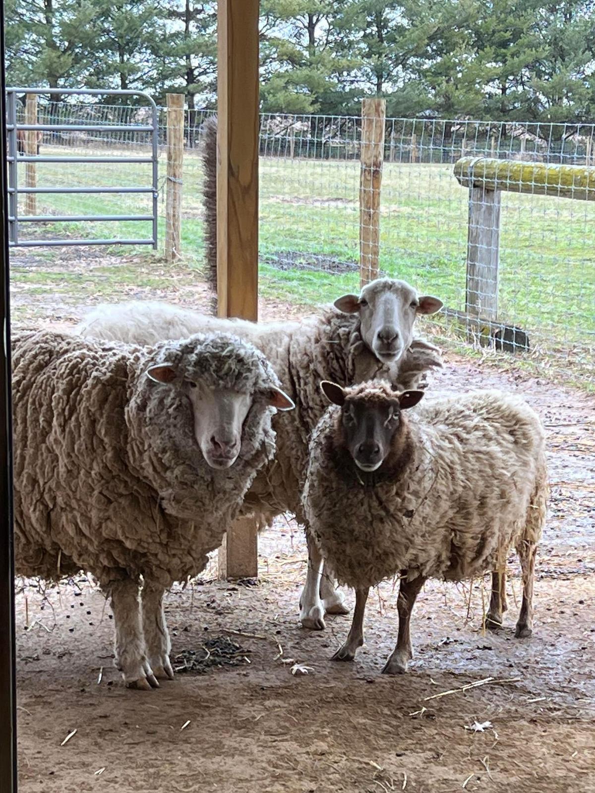 Ellie Mae (L) with her sanctuary friends Yammy (C) and Bella in April this year. (Courtesy of <a href="https://www.facebook.com/HarmonyHillFarmIL">Harmony Hill Farm Sanctuary</a>)