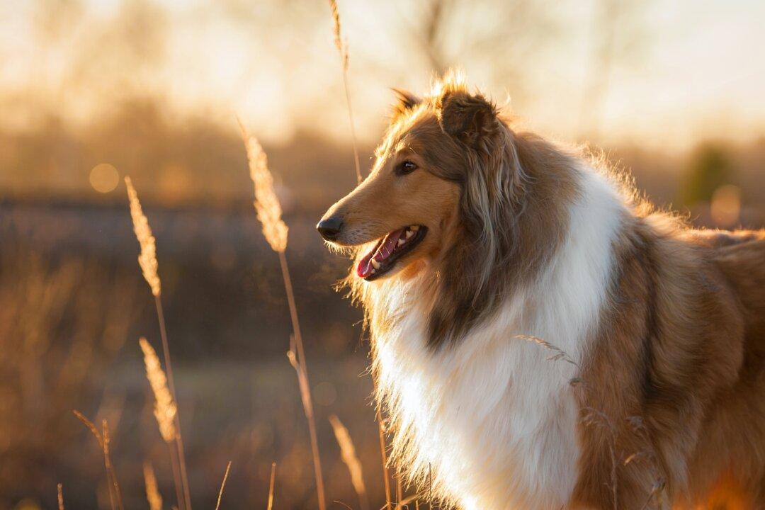 Lyme Disease Is Infecting More Dogs and Spreading to New Areas