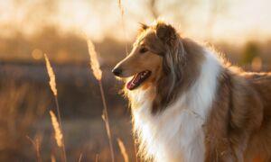 Lyme Disease Is Infecting More Dogs and Spreading to New Areas