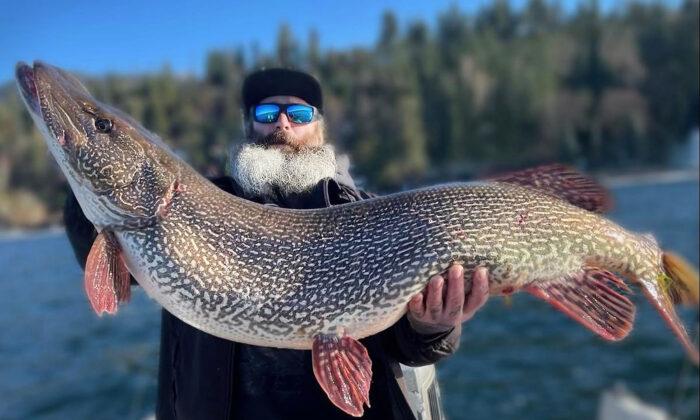 ‘We Needed a Bigger Scale’: Idaho Angler Reels In Monster Pike Weighing Over 40 Pounds for State Record