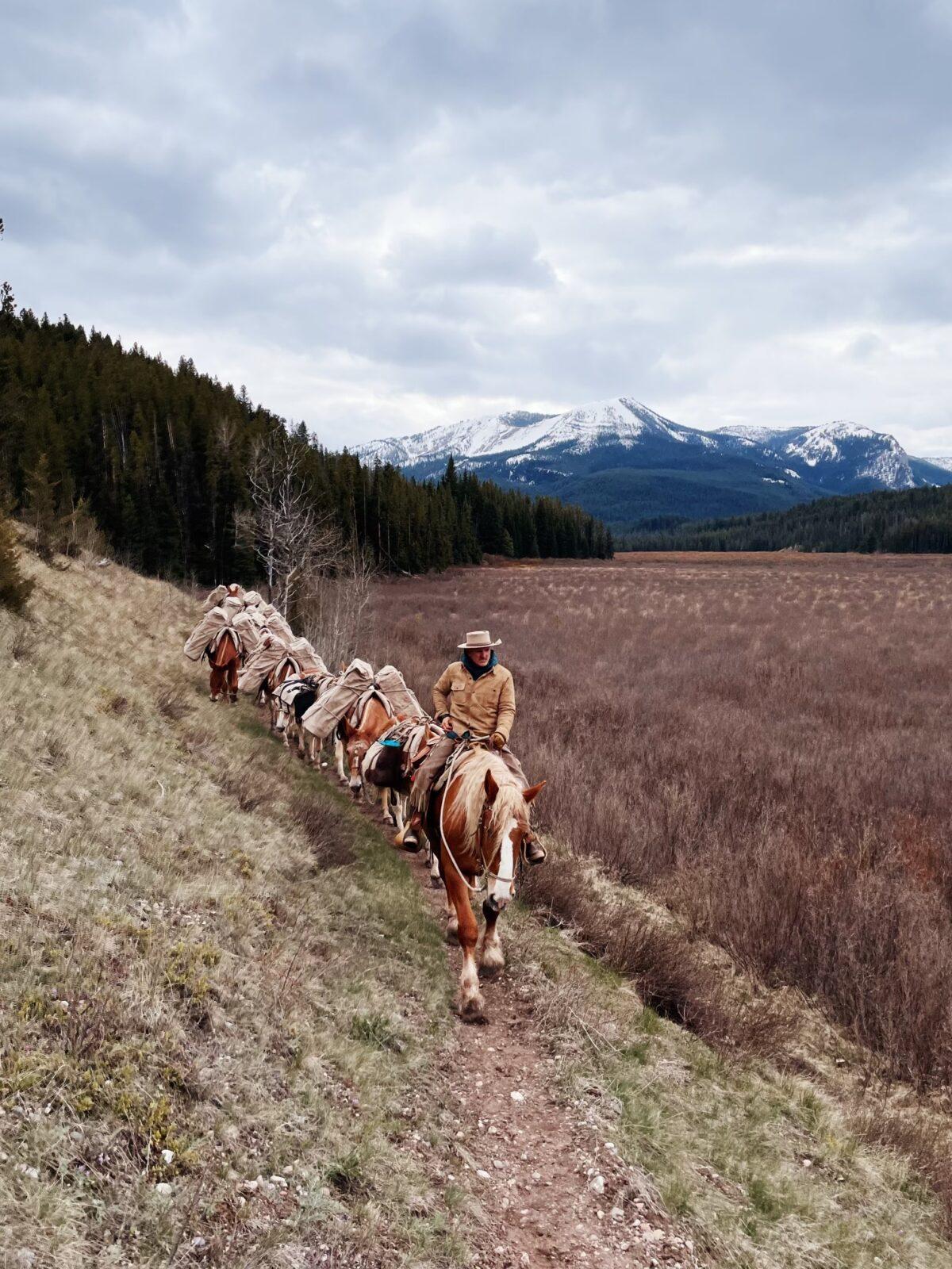 Chris Eyer and his pack of mules travel through the Danaher Meadows in the Bob Marshall Wilderness region. (Lindsey Mulcare)