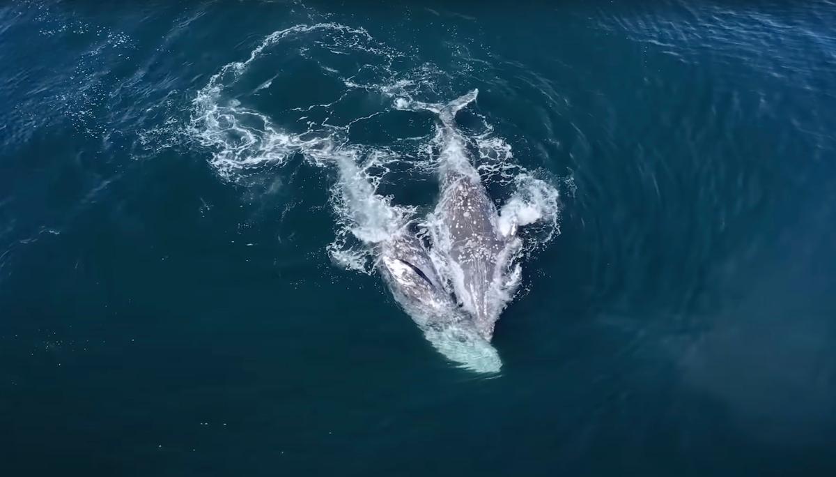 A pair of adult gray whales that were attacked by some 30 orcas near Monterey Bay, California, on March 29, 2023. (Courtesy of Evan Brodsky and Monterey Bay Whale Watch)